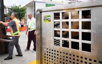 大熊貓首次安家海南島