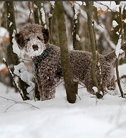 神猫神狗走江湖