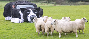 英国农民将汽车改造成&ldquo;牧羊犬&rdquo;