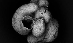 我国科学家发现6亿年前"海绵始祖"