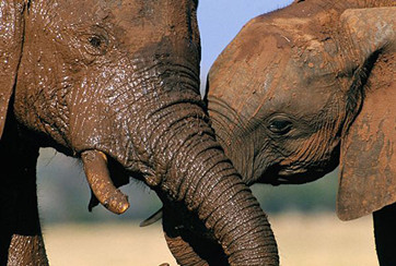 动物舐犊之情常为诗咏对象 组图