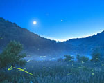 夏夜萤火虫之光