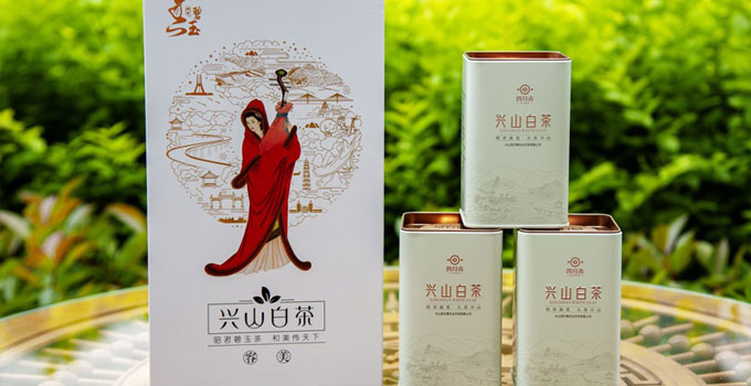 兴山白茶
