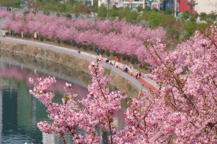 貴州錦屏：櫻花盛開春意濃