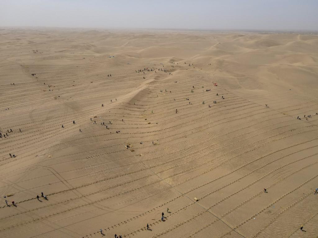 新疆且末：为沙漠添新绿