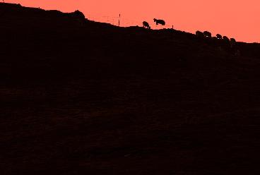 &ldquo;飞跃&rdquo;的岩羊