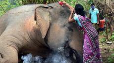 &ldquo;送别&rdquo;死去的象