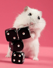 摄影师拍超萌精灵鼠小弟