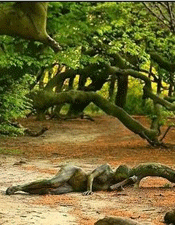 隐藏在大自然中的"人体艺术"