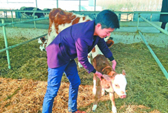 大学生回家养牛带动乡亲致富