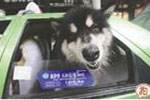雪橇犬因下雨跳上出租车 下去！狗不理！ 图