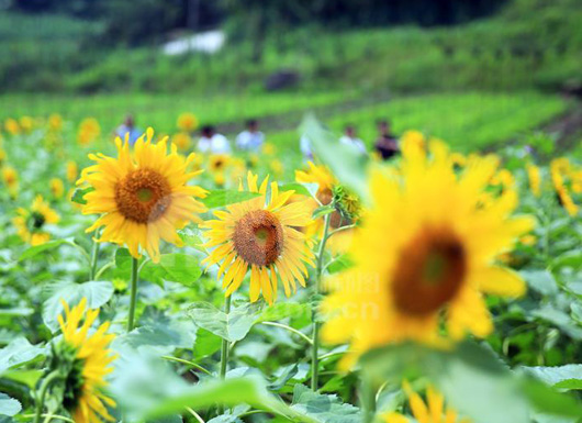 四川:葵花绽放美景如画