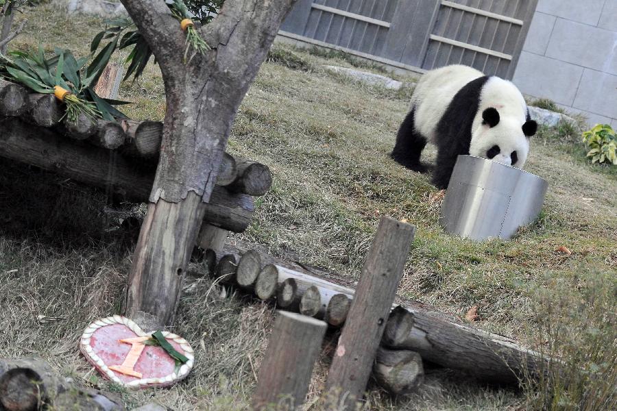 大熊猫&ldquo;开开&rdquo;&ldquo;心心&rdquo;落户澳门一周年[组图]
