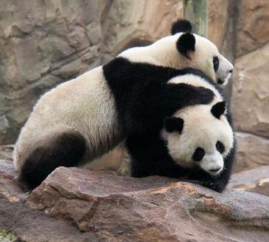 中国大熊猫&ldquo;圆仔&rdquo;&ldquo;欢欢&rdquo;在法国正式和游客见面