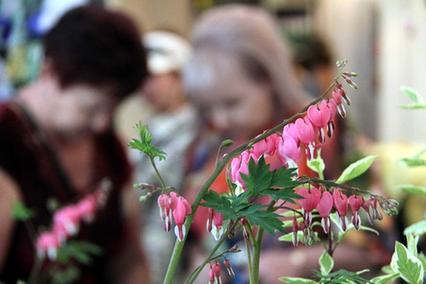 哈萨克斯坦举行&ldquo;绿化博览会2012&rdquo;