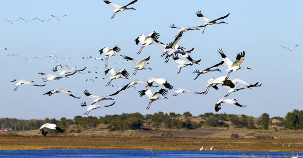 吉林省湿地保护与恢复成果显著