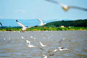 走进兴凯湖湿地