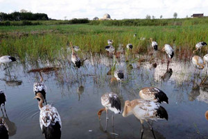 关注湿地：扎龙有鹤&ldquo;初长成&rdquo;