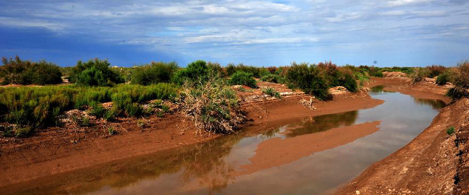 敦煌西湖国家级自然保护区生态植被得到恢复