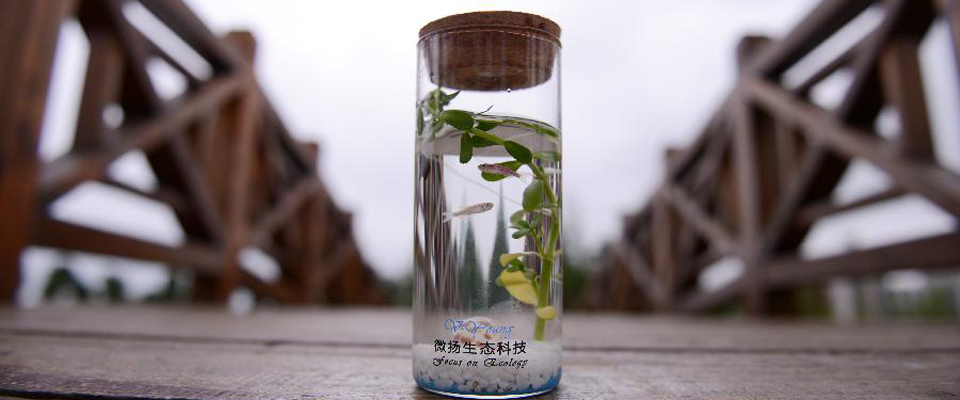福州大学生发明微生态鱼瓶实现微创业