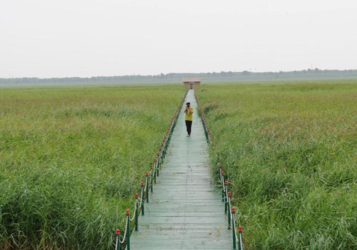 吉林西部：大幅退化的千万亩湿地重现活力