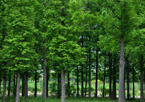 研究显示全球10亿人生计依赖森林