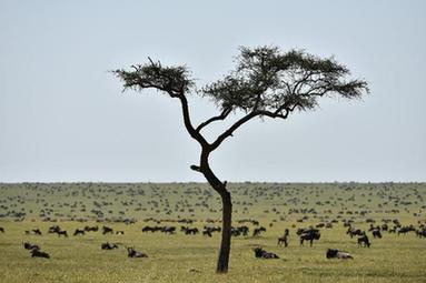 肯尼亚马赛马拉保护区