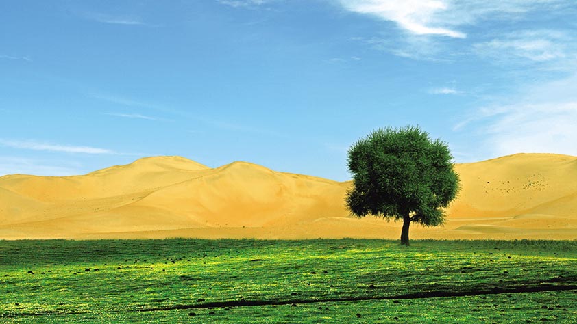 沙漠里的"绿色风"——库布其"逆行"的美丽