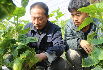 洪永驱:沙里种菜能致富