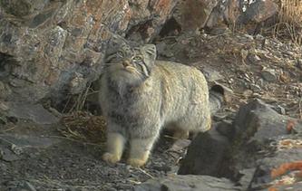 “猫plus”红外相机捕捉到兔狲活动影像