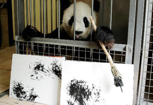 奧地利動物園內 大熊貓“揮毫作畫”