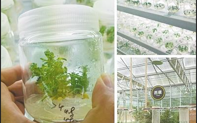 千余种沙生植物种质 在库布其大漠完美封存