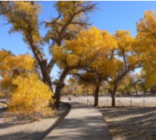 走向世界的库布其胡杨