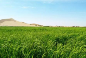 流动沙丘上的固沙先锋植物-沙米