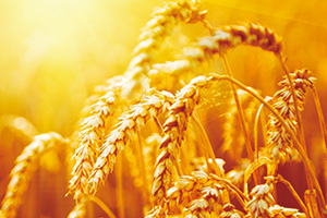 中种集团发布水稻新品种