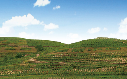 冬奥会生态廊道披绿衣 70度陡坡种树的奇技了解一下