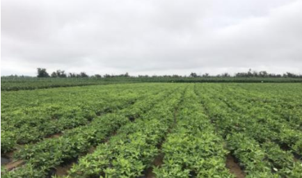 甘草&ldquo;打头阵&rdquo;，治沙制药两相宜