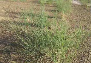 库布其治沙新科技，给塔克拉玛干带来绿意