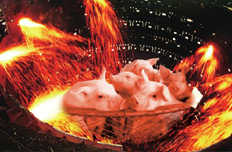 主业利薄武钢养猪