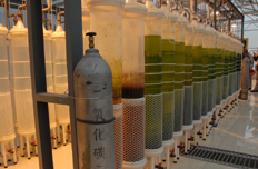 石家庄炼化二氧化碳养殖微藻装置