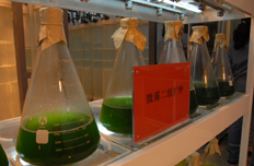 碳养殖微藻示范基地微藻二级扩种