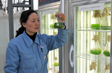 微藻示范基地工作人员现场操作