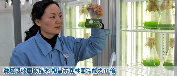 微藻吸收固碳技术 相当于森林固碳能力10倍