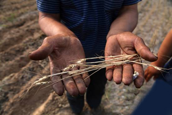污水浇地一次绝收三年