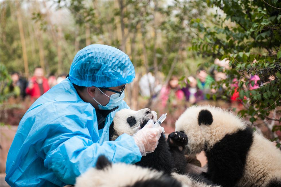 大熊猫宝宝和他们的“妈妈”