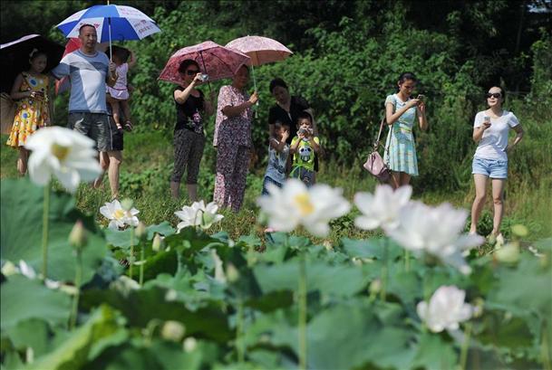 重慶：生態農業觀光受青睞