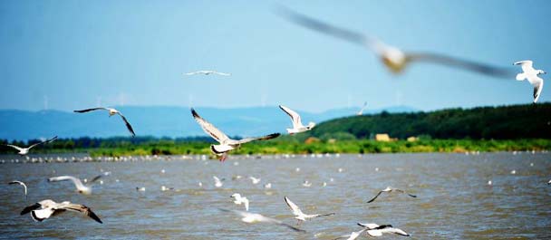 走进兴凯湖湿地