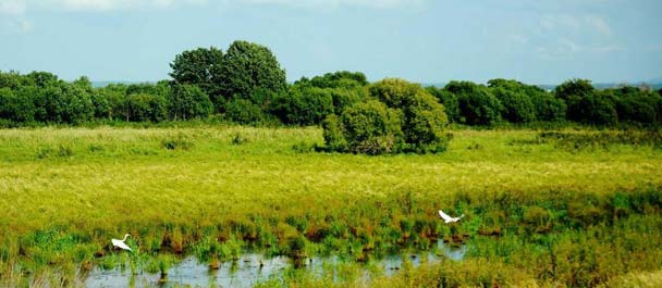 关注湿地：探秘黑瞎子岛湿地