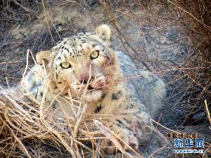瀕危動物雪豹首度“現身”甘肅安南壩保護區（圖）
