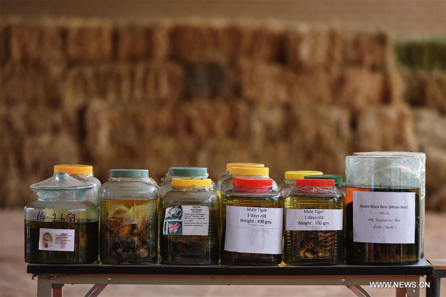 THAILAND-KANCHANABURI-WILDLIFE-TIGER TEMPLE-PROBE